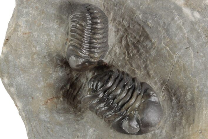 Two Detailed Austerops Trilobite - Excellent Eyes #197150